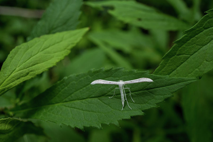  White Plume Moth  Photograph by Linda Howes