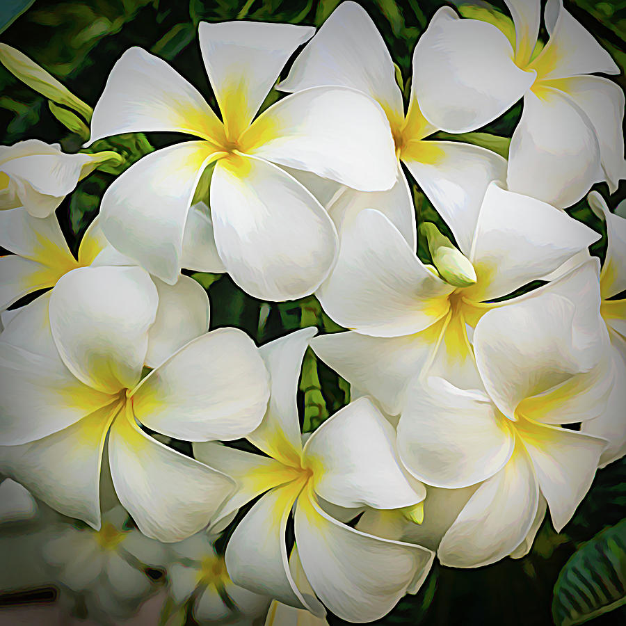 White Plumeria Cluster Photograph by Gary Eyring