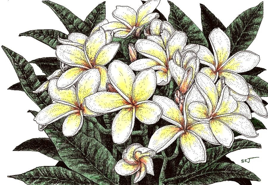 White Plumeria Flowers Digital Art by Stephen Jorgensen