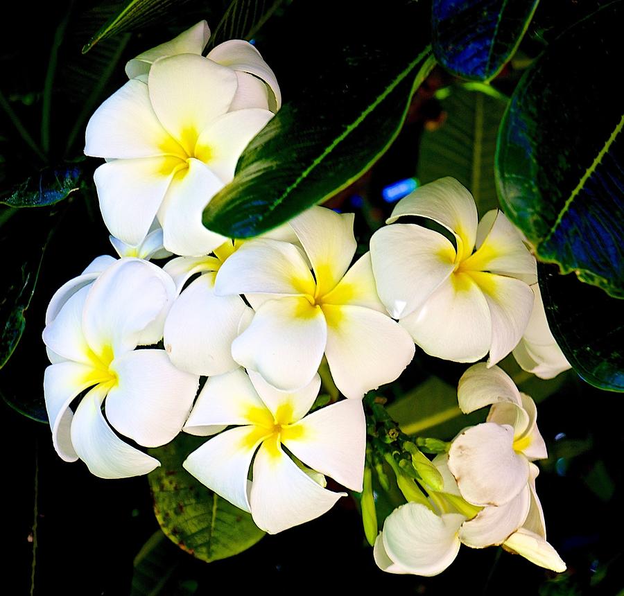 White Plumeria Frangipani Photograph by Barbara Zahno