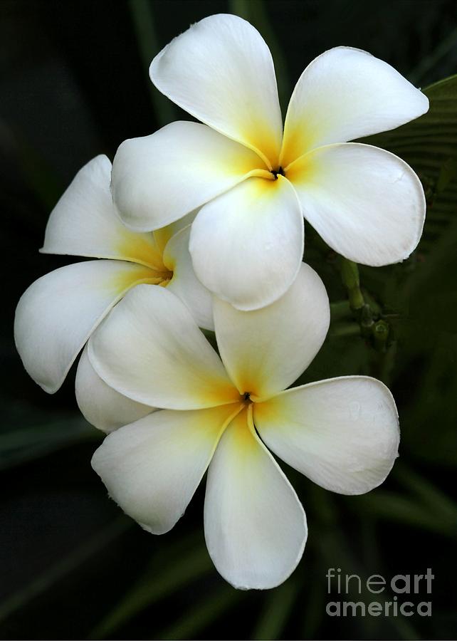 Flower Photograph - White Plumeria by Sabrina L Ryan
