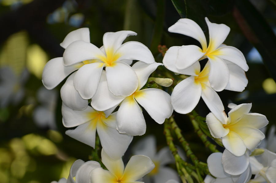 White Plumeria Photograph by Tina Smith - Pixels