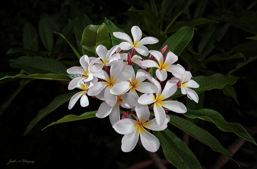 White Plumerias in Bloom Photograph by John A Rodriguez