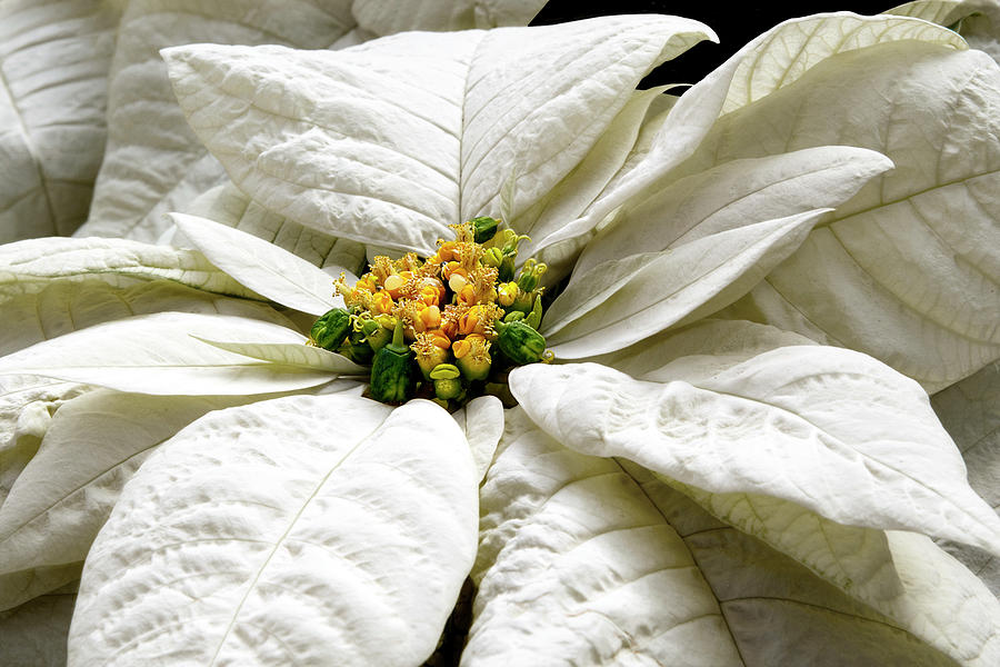 White Poinsettia Photograph by C VandenBerg - Fine Art America