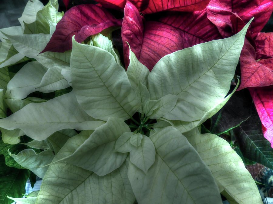 White Poinsettia Photograph by Leslie Montgomery