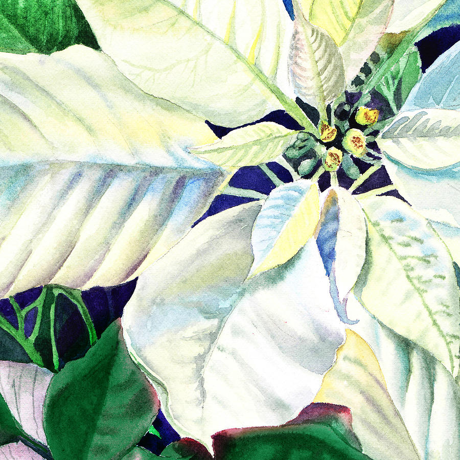 White Poinsettia Plant Painting by Irina Sztukowski