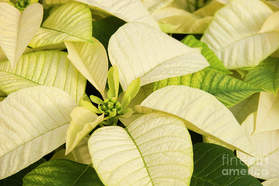 White Poinsettias for Christmas Photograph by Jill Lang