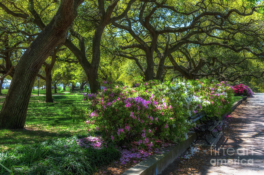 White Point Garden in the Spring Photograph by Dale Powell