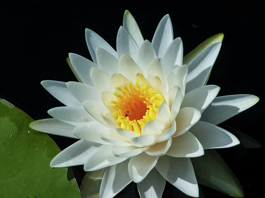 White Pond Lily Photograph by Arthur Dodd