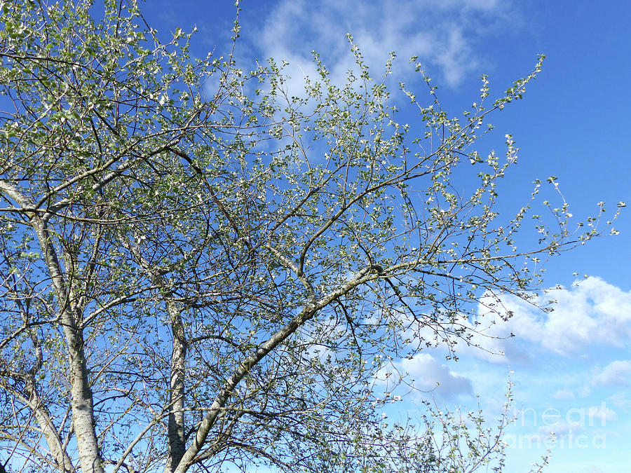 White Poplar and a Blue Sky Photograph by Phil Banks
