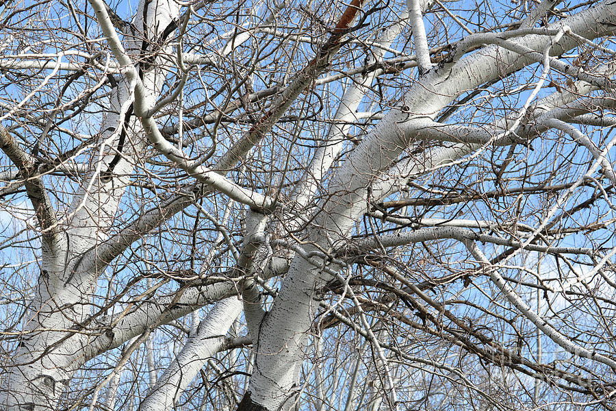 White Poplar Branches Photograph by Carol Groenen