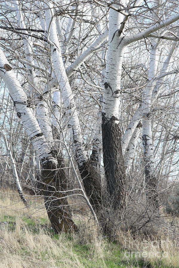 White Poplar Grove Photograph by Carol Groenen