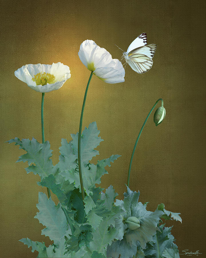 White Poppies Digital Art by M Spadecaller