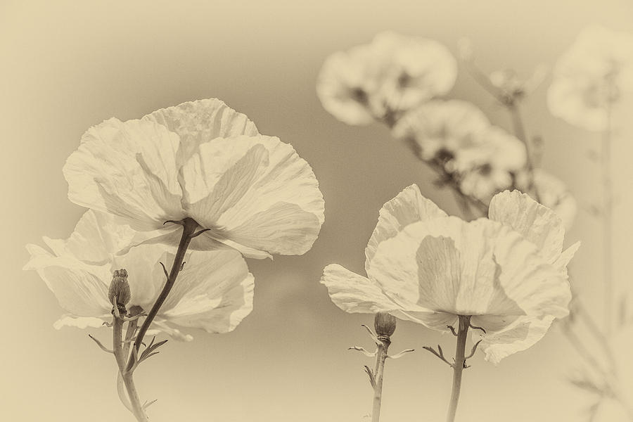 White Poppies in Sepia Photograph by Clare Bambers