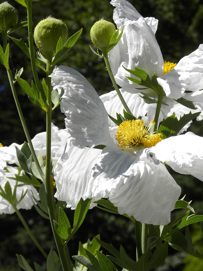 White Poppies by Peggy McDonald White Poppies by Peggy McDonald