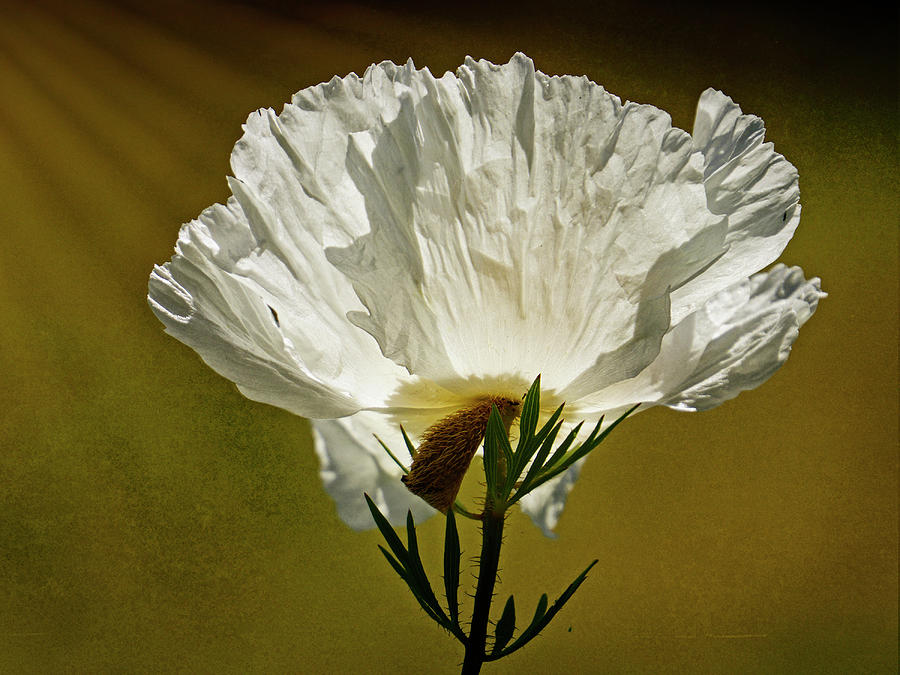 White Poppy - 365-157 Photograph by Inge Riis McDonald