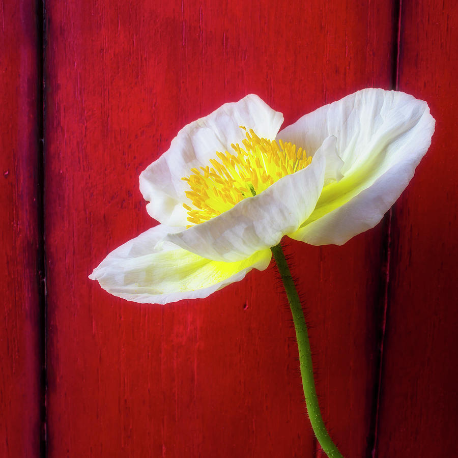 Flower Photograph - White Poppy Against Red Wall by Garry Gay