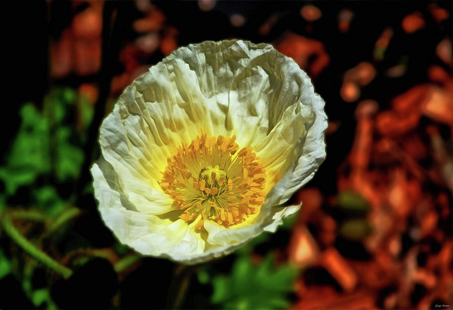 White Poppy At Sunrise 003 Photograph by George Bostian