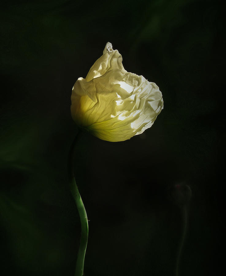 White Poppy Bud Photograph by Deborah Smith