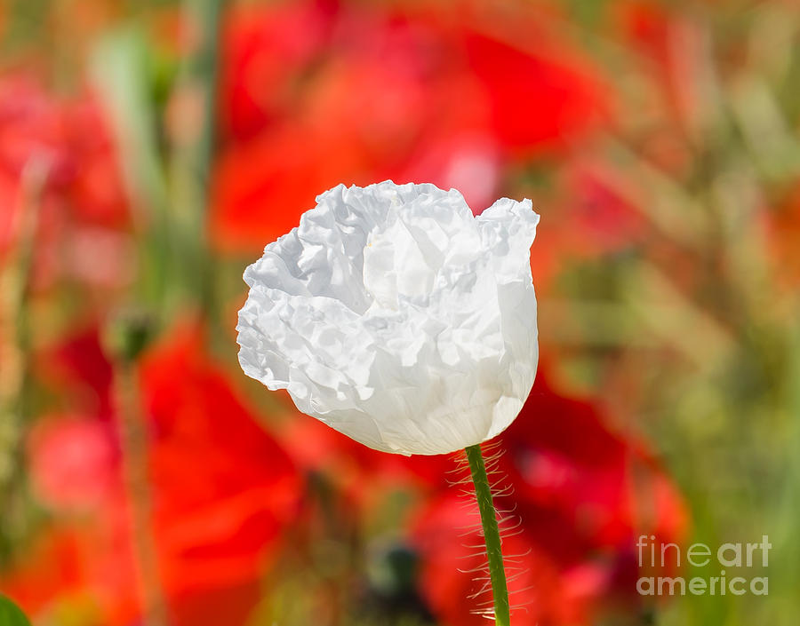 White poppy Photograph by Colin Rayner