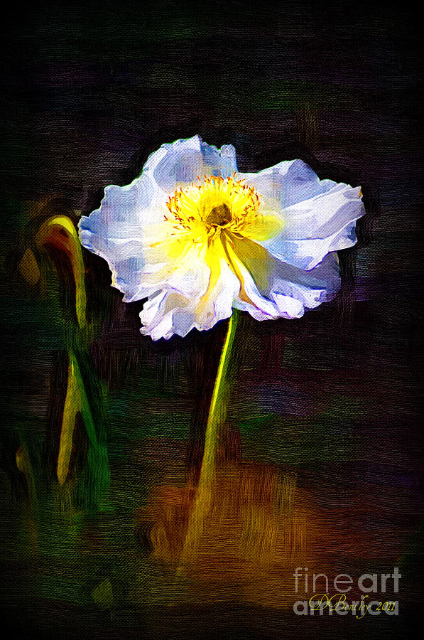 Flower Photograph - White Poppy by Donna Bentley