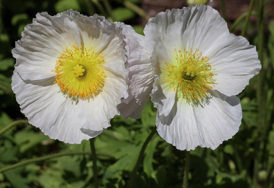 White Poppy Duo Photograph by Suzanne Gaff