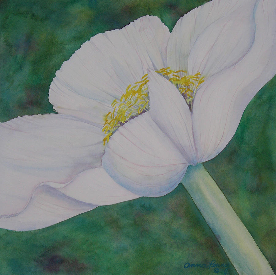 Poppy Painting - White Poppy II by Anna Penny