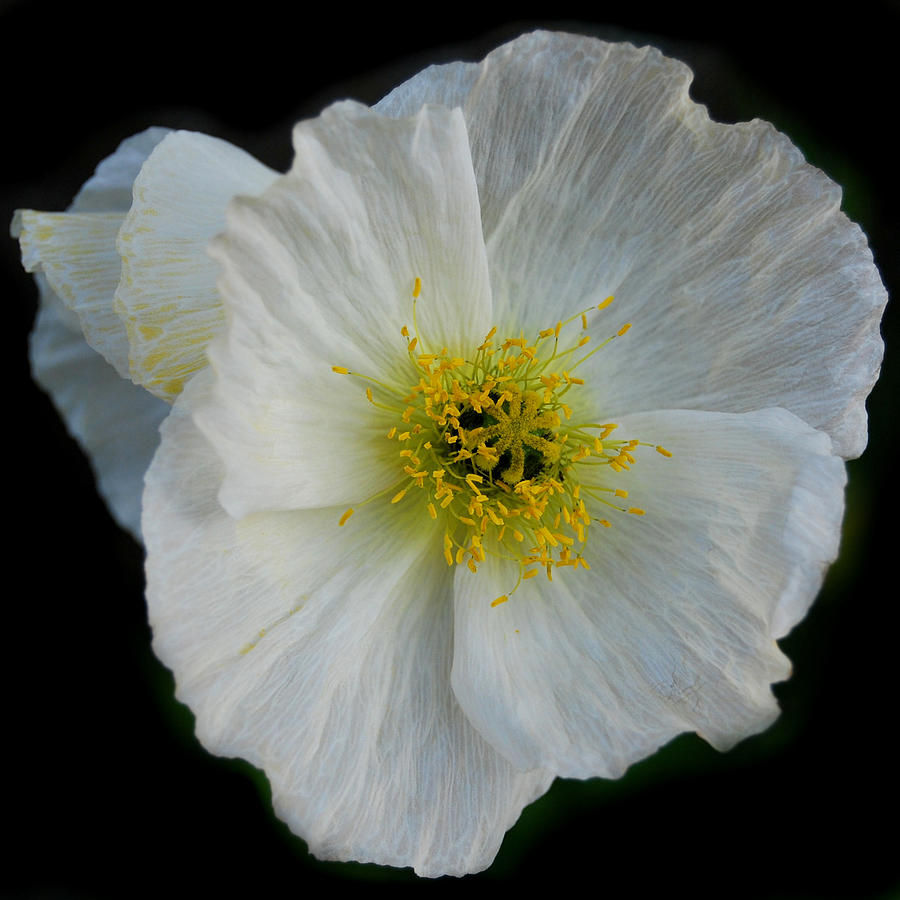 White Poppy II Photograph by Marilynne Bull
