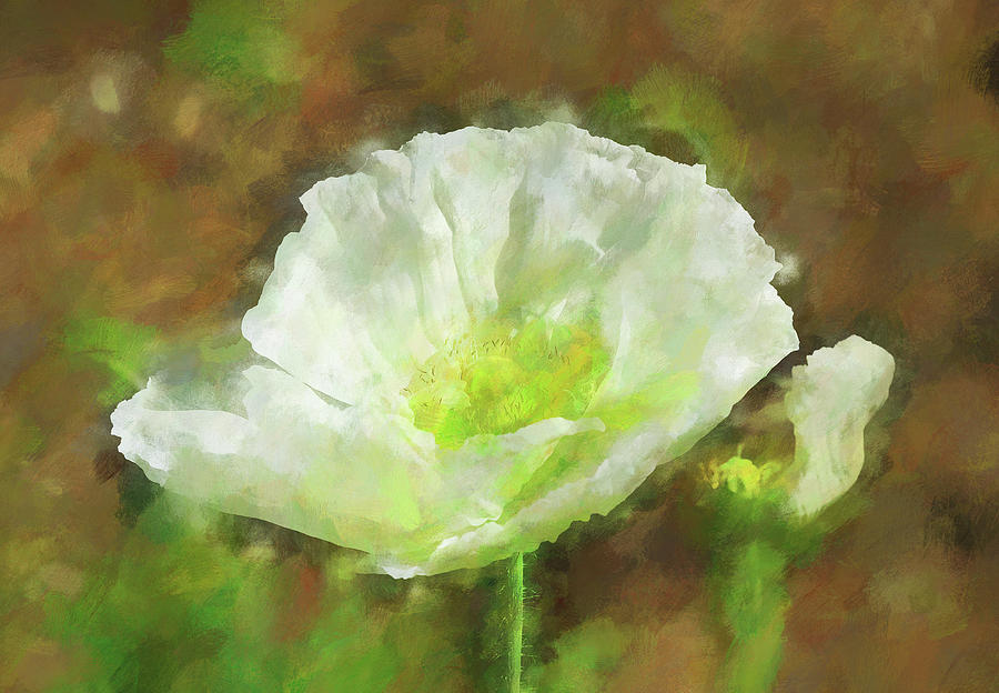 White Poppy 1 Impression  Digital Art by Linda Brody