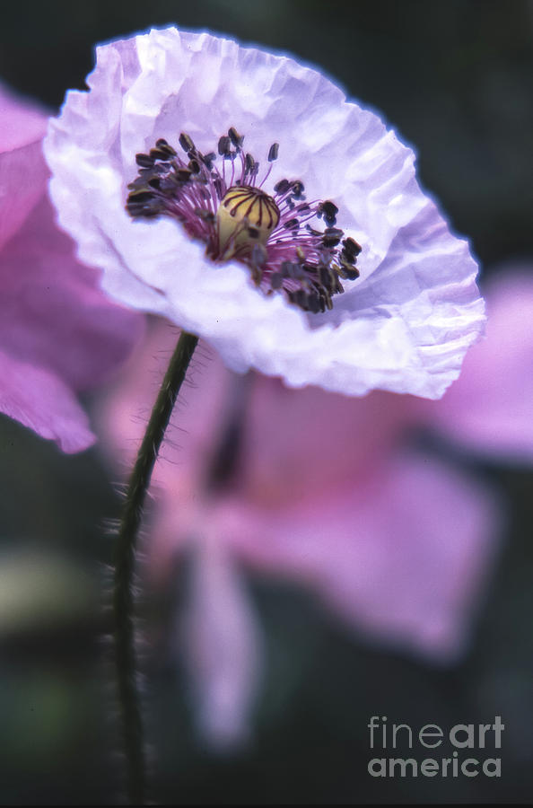 White Poppy Photograph by Jill Greenaway
