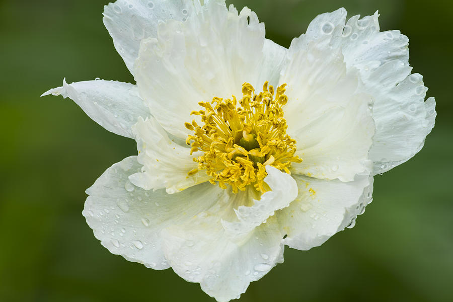 White Poppy Photograph by Lindley Johnson