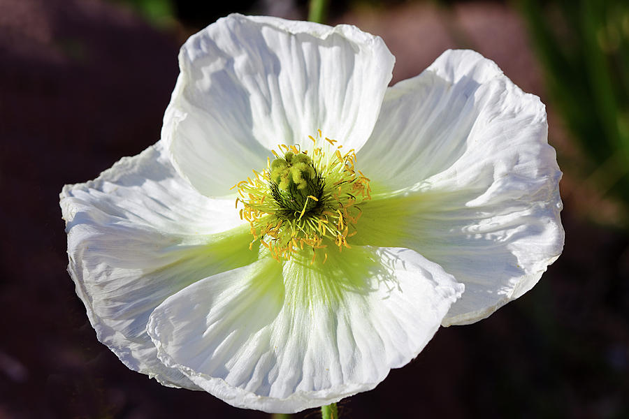 White Poppy Photograph by Phyllis Denton