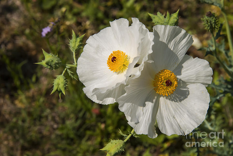 Flower Photograph - White Poppy Twins by Bob Phillips