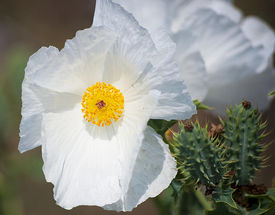 White Prickly Poppy Photograph by Kenneth Albin