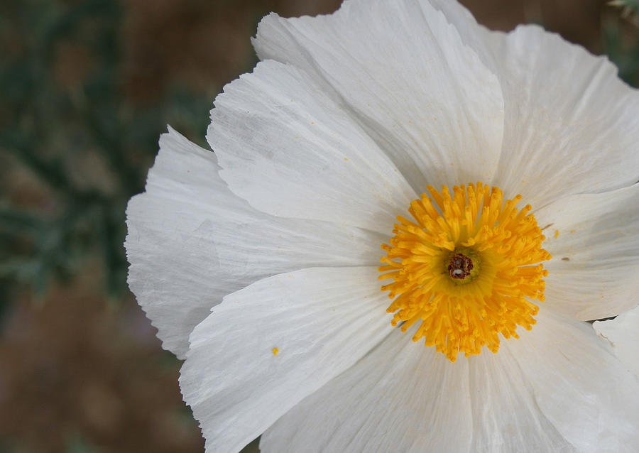 White Prickly Poppy Photograph by Marna Edwards Flavell