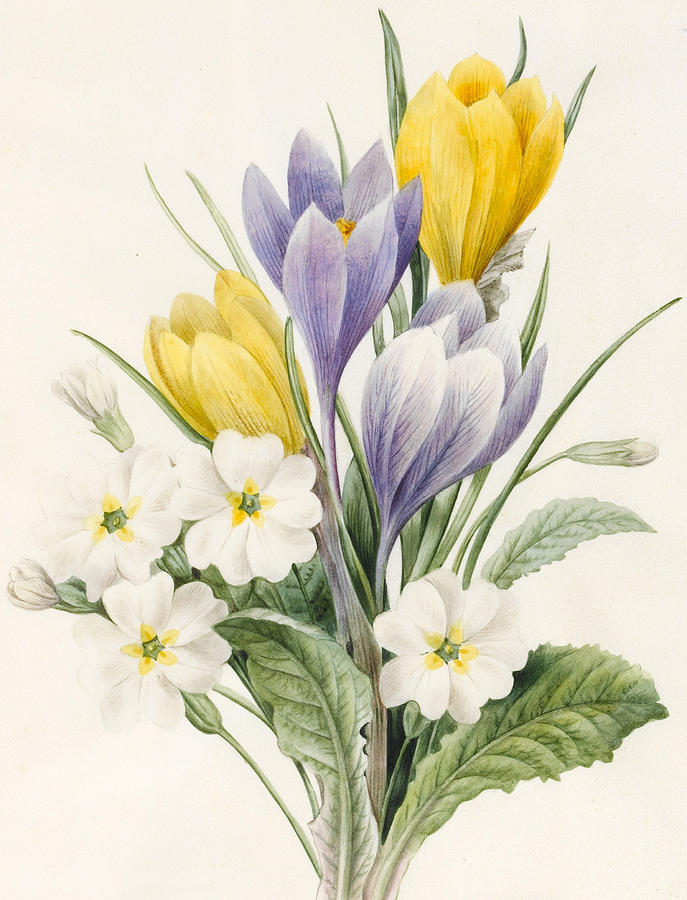 Flower Painting - White Primroses and Early Hybrid Crocuses by Louise DOrleans