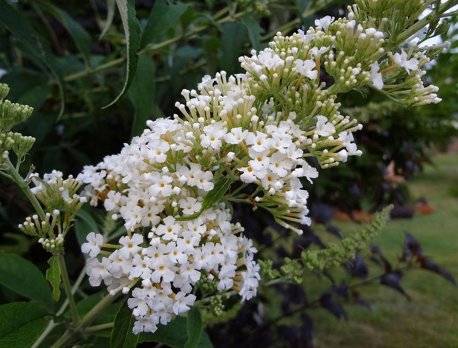 White Profusion Butterfly Bush Photograph by Sarah Malley