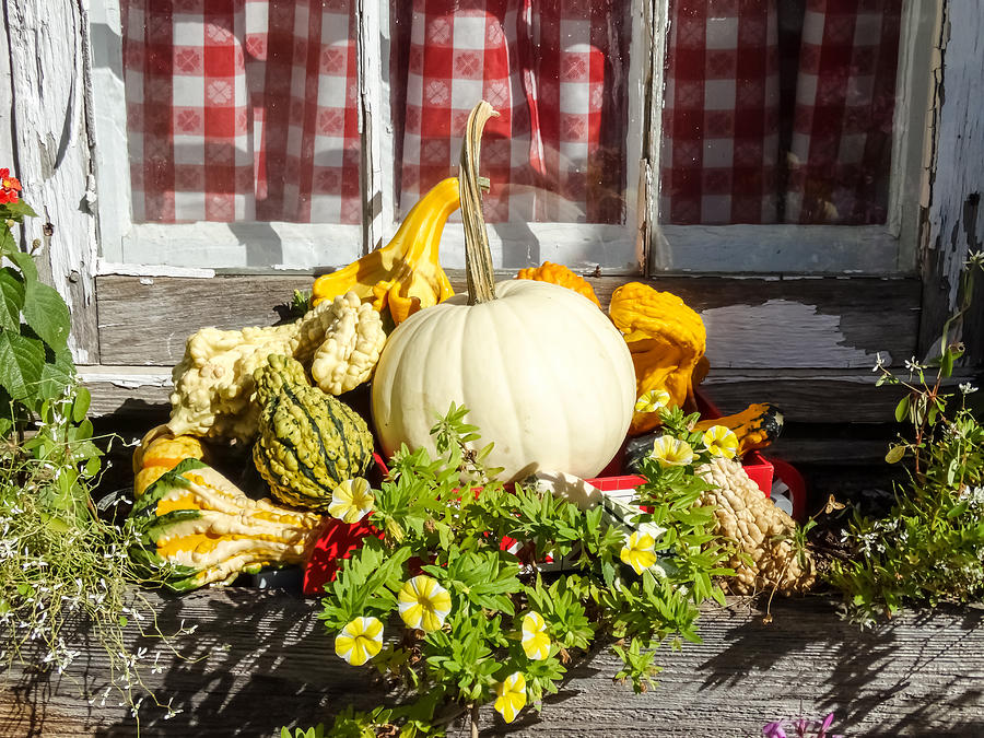 White Pumpkin and Gourds in a Windowbox Photograph by Cynthia Woods