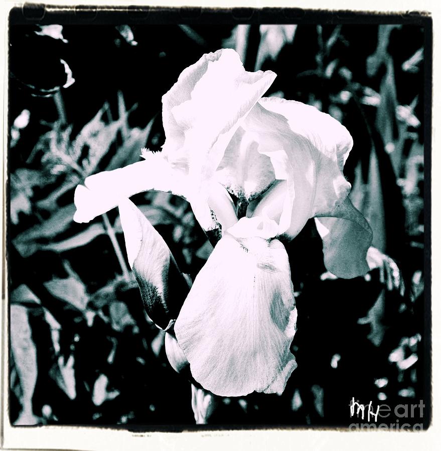 White Pure Iris Photograph by Marsha Heiken