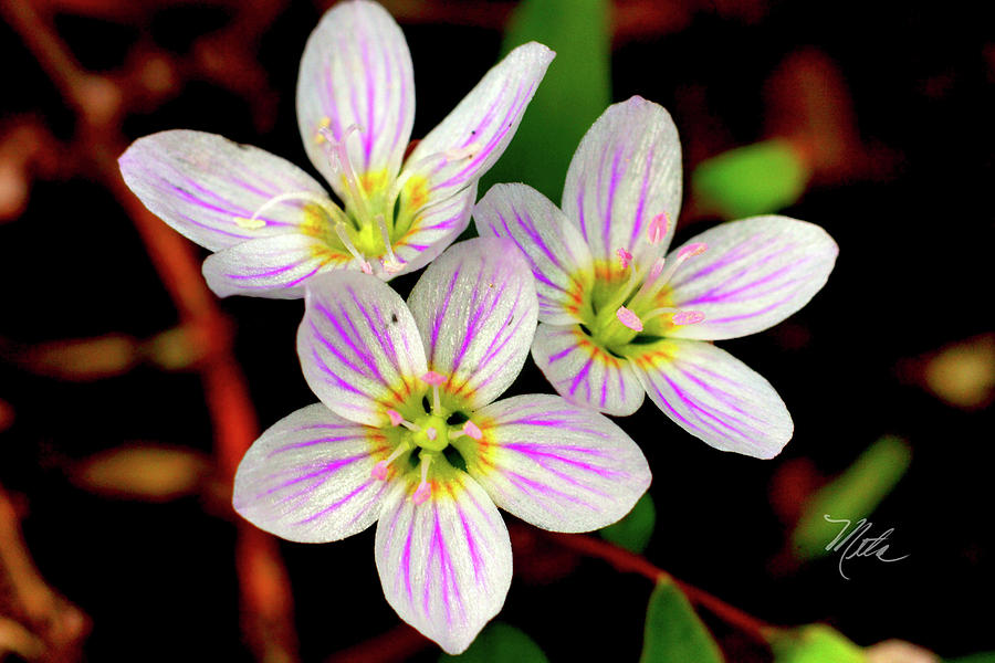 Virginia Spring Beauty Flower Photograph by Meta Gatschenberger