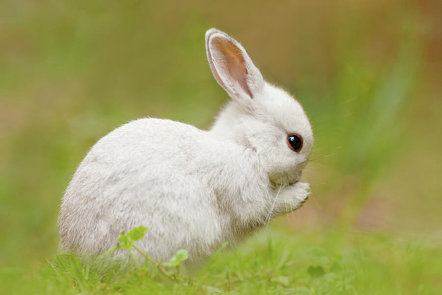 White Rabbit Cute Overload Photograph By Roeselien Raimond Pixels