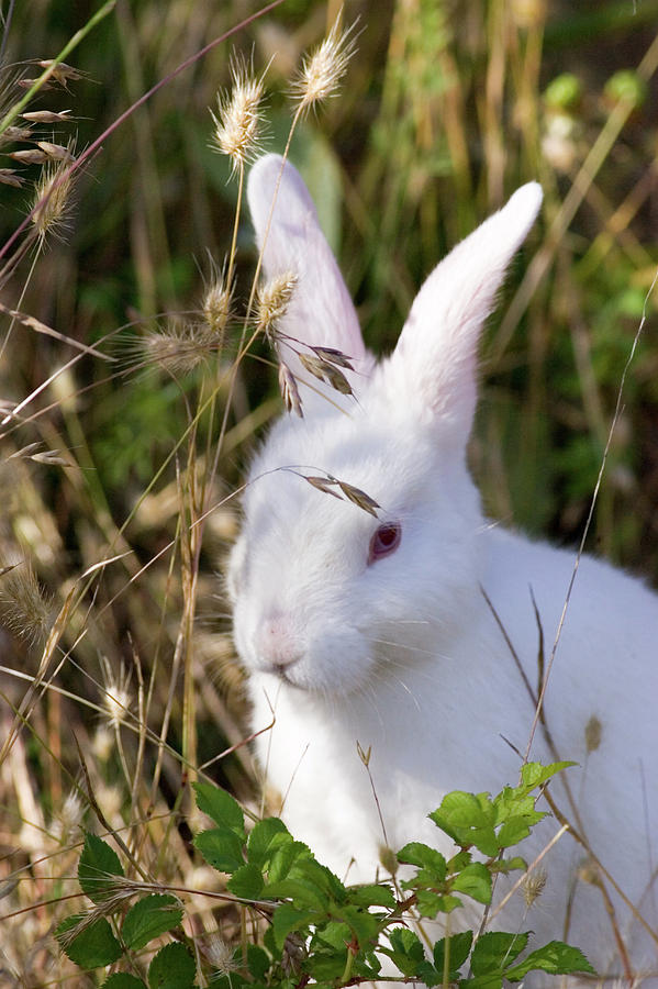 Фото white rabbit