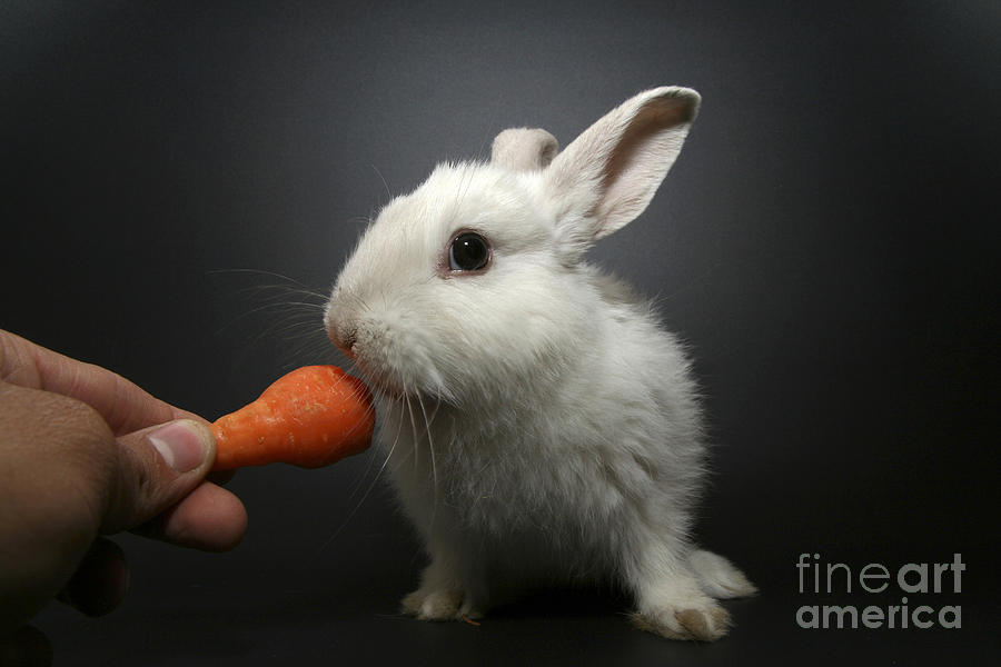 Rabbit Photograph - White Rabbit  by Yedidya yos mizrachi