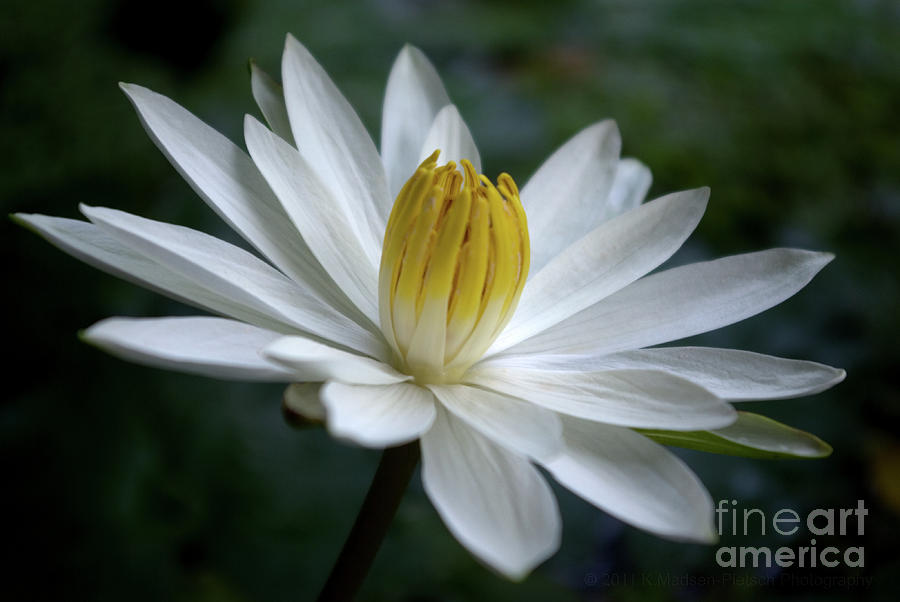 White Radial Bloom  Photograph by Kerryn Madsen-Pietsch