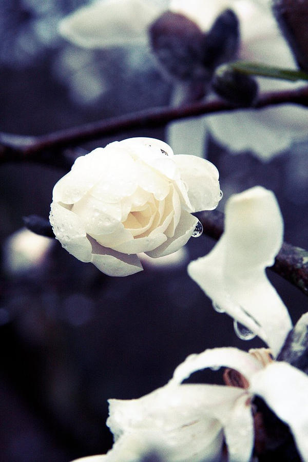 Spring Photograph - White Rain by Amanda Wimsatt