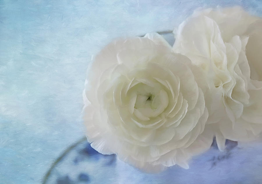 Still Life Photograph - White Ranunculus Beauty by Kim Hojnacki