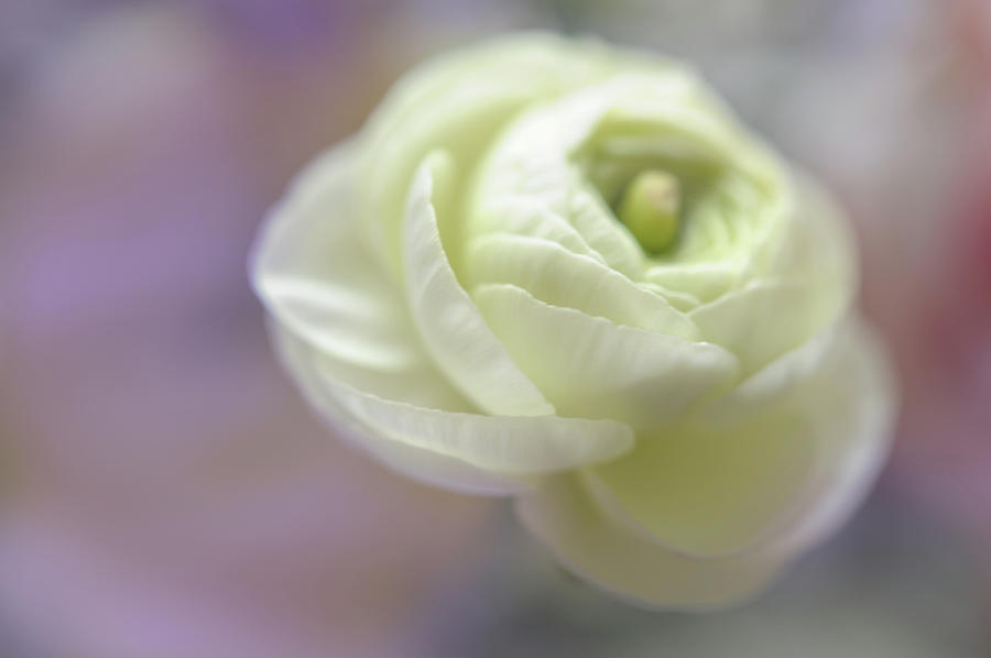 White Ranunculus Bud Photograph by Jenny Rainbow