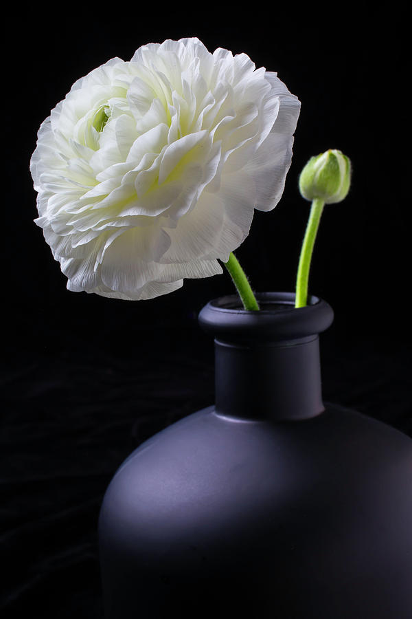 White Ranunculus In Black Vase Photograph by Garry Gay