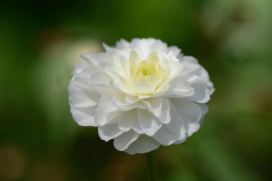 White Ranunculus Photograph