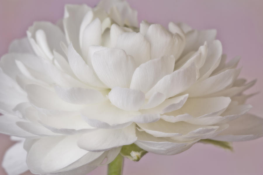 White Ranunculus Macro  Photograph by Sandra Foster